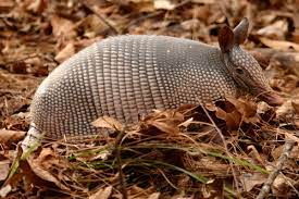 Imágen de un armadillo